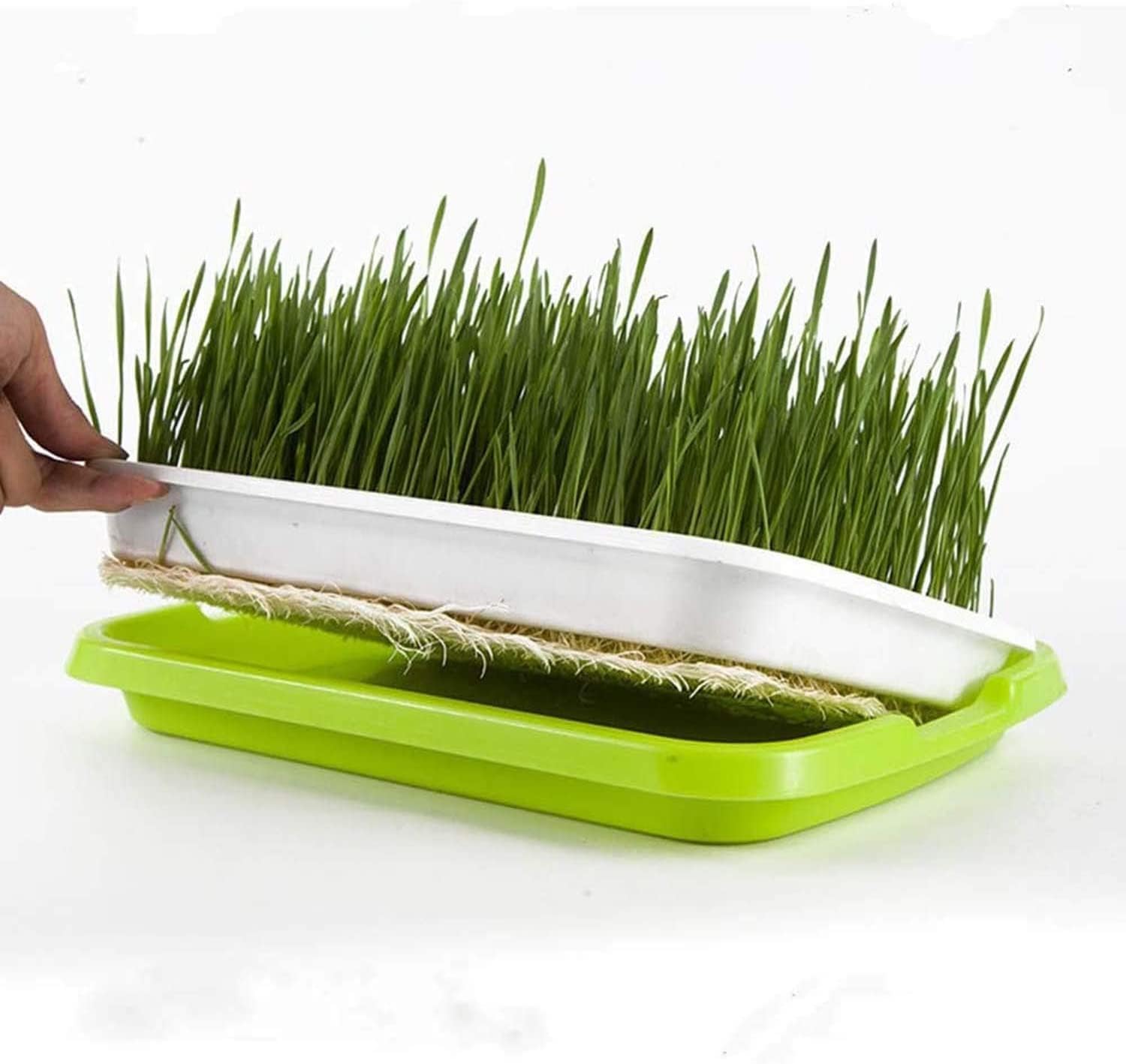 Seed Sprouter Tray, Growing Trays, Seed Germination Tray with Drain Holes, BPA Free, Soil Free Big Capacity, for Planting Seedlings Soil Free Healthy Wheatgrass, Great for Home Garden