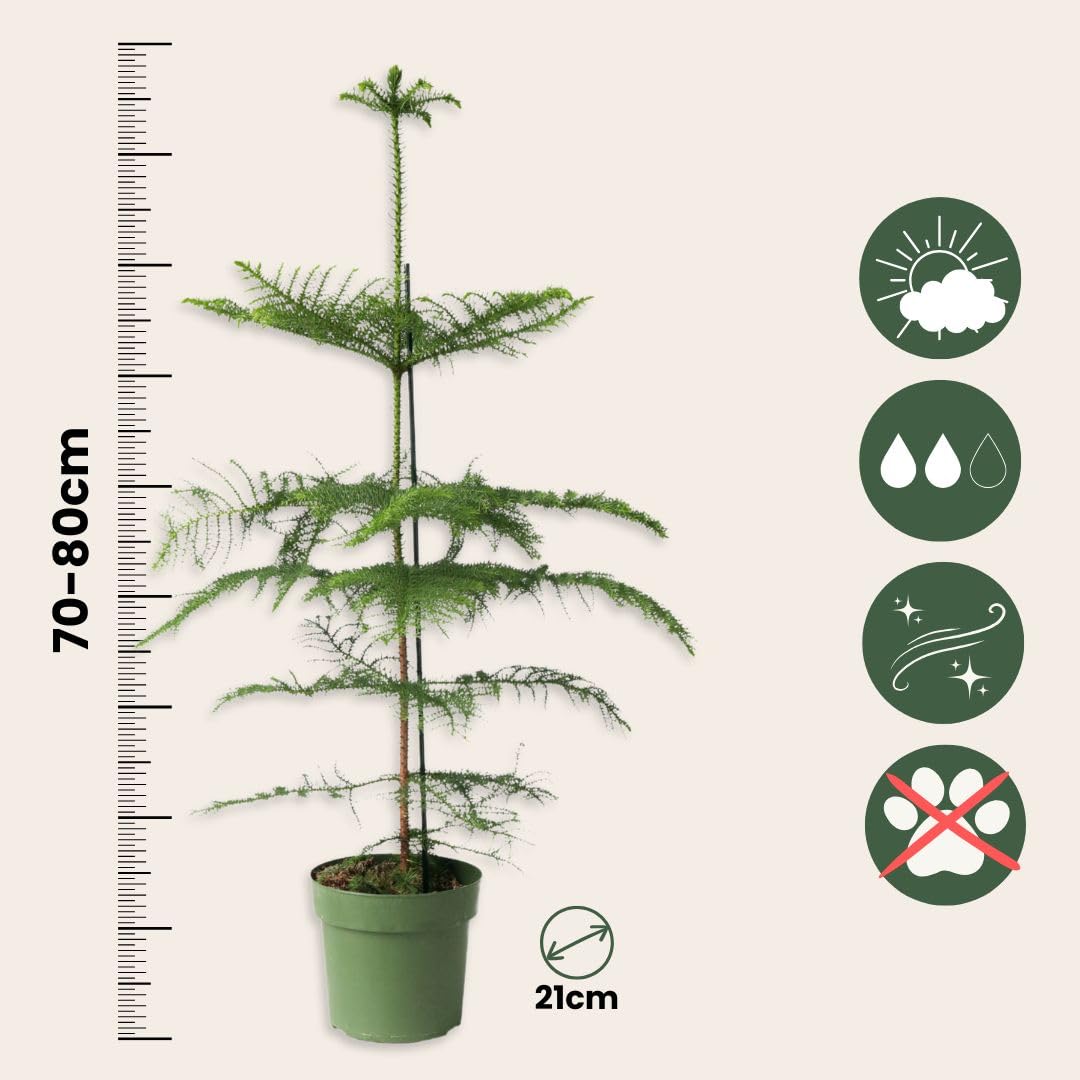Plant in a Box - Araucaria Heterophylla - Sosna Norfolk - Sosna Pokojowa - Doniczka 21cm - Wysokość 70-80cm
