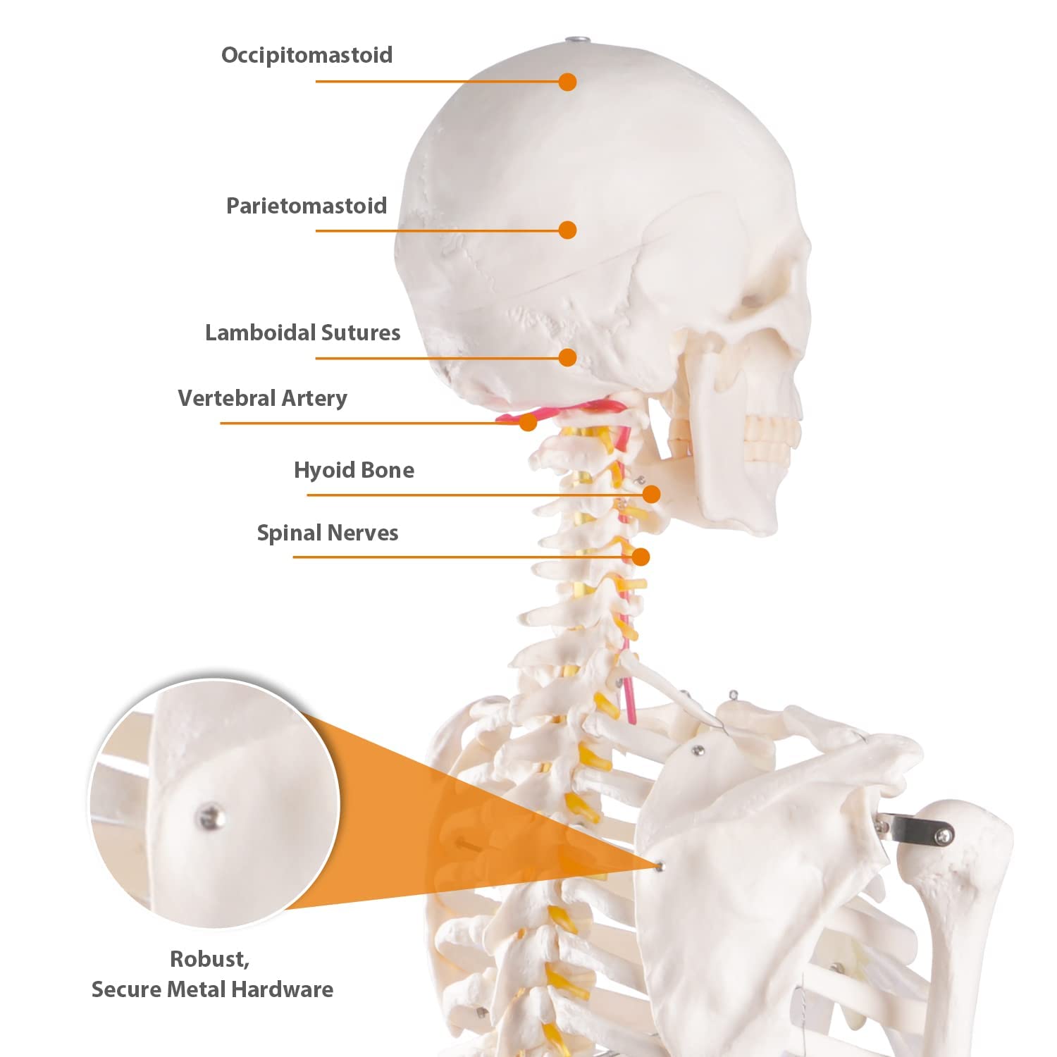 70,8 Zoll großes menschliches Skelettmodell mit Rollständer, 170 cm flexible anatomische Skelettnachbildung, 1 Stück