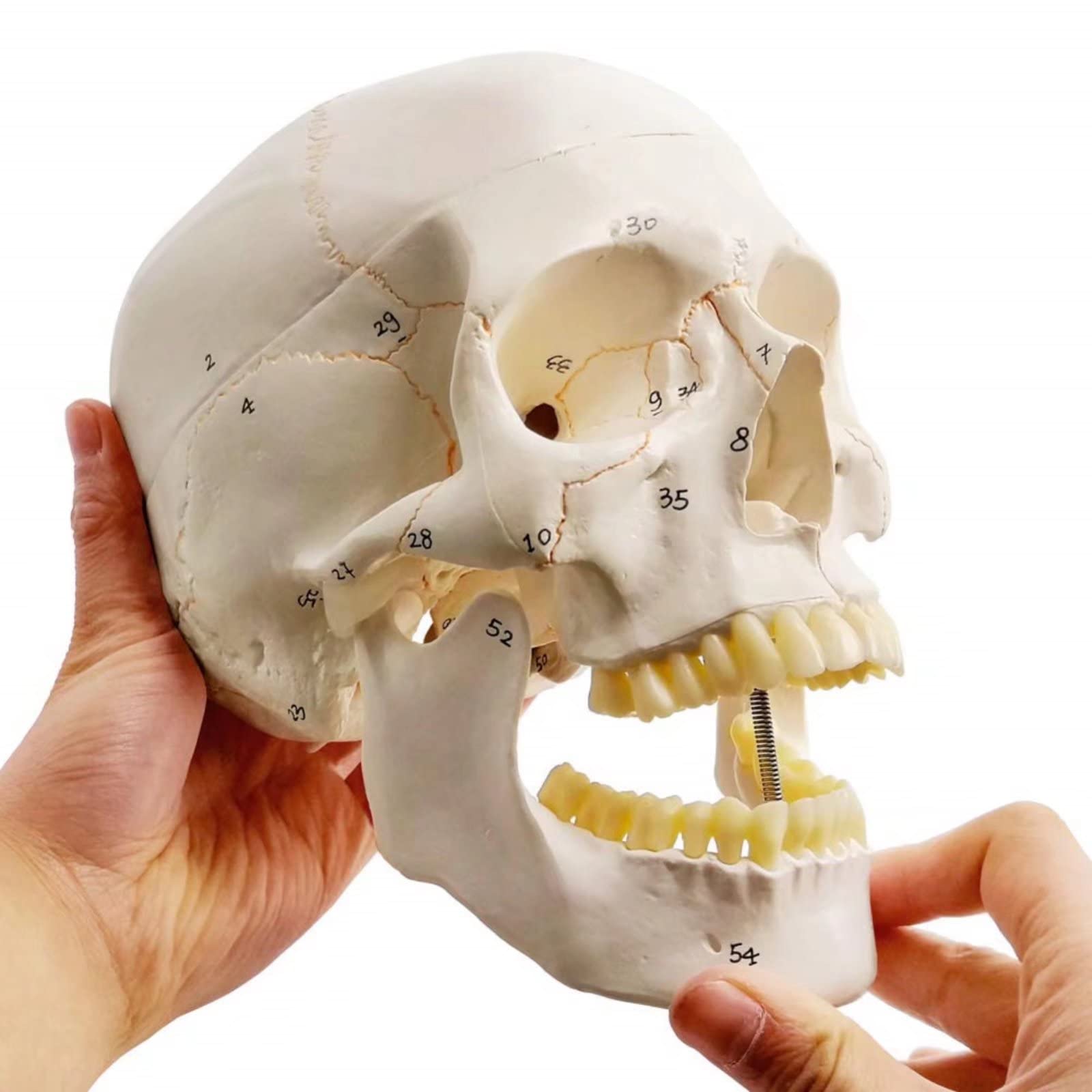 Classico Modello Cranio Umano Numerato, 9" Alto, Qualità Medica - 3 Parti - Dipinto Con Cuciture, 54 Pezzi Etichettati, Numerati, Mostra I Forami Principali, Fossa E Canali