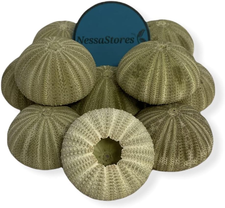 Amazon.com: Tumbler Home Sea Shells for Crafting, 40pcs of Small Shells ...