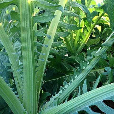 Gobbo Di Nizzia Cardoon Seeds - Frozen Seed Capsule of 20 Seeds - Plant Seeds Now + Long Term Seed Storage Cover