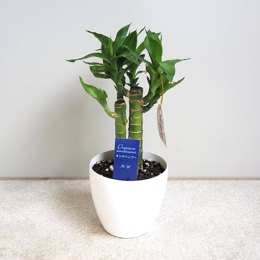 ミリオンバンブーご確認用 確認用 ミリオンバンブー水栽培