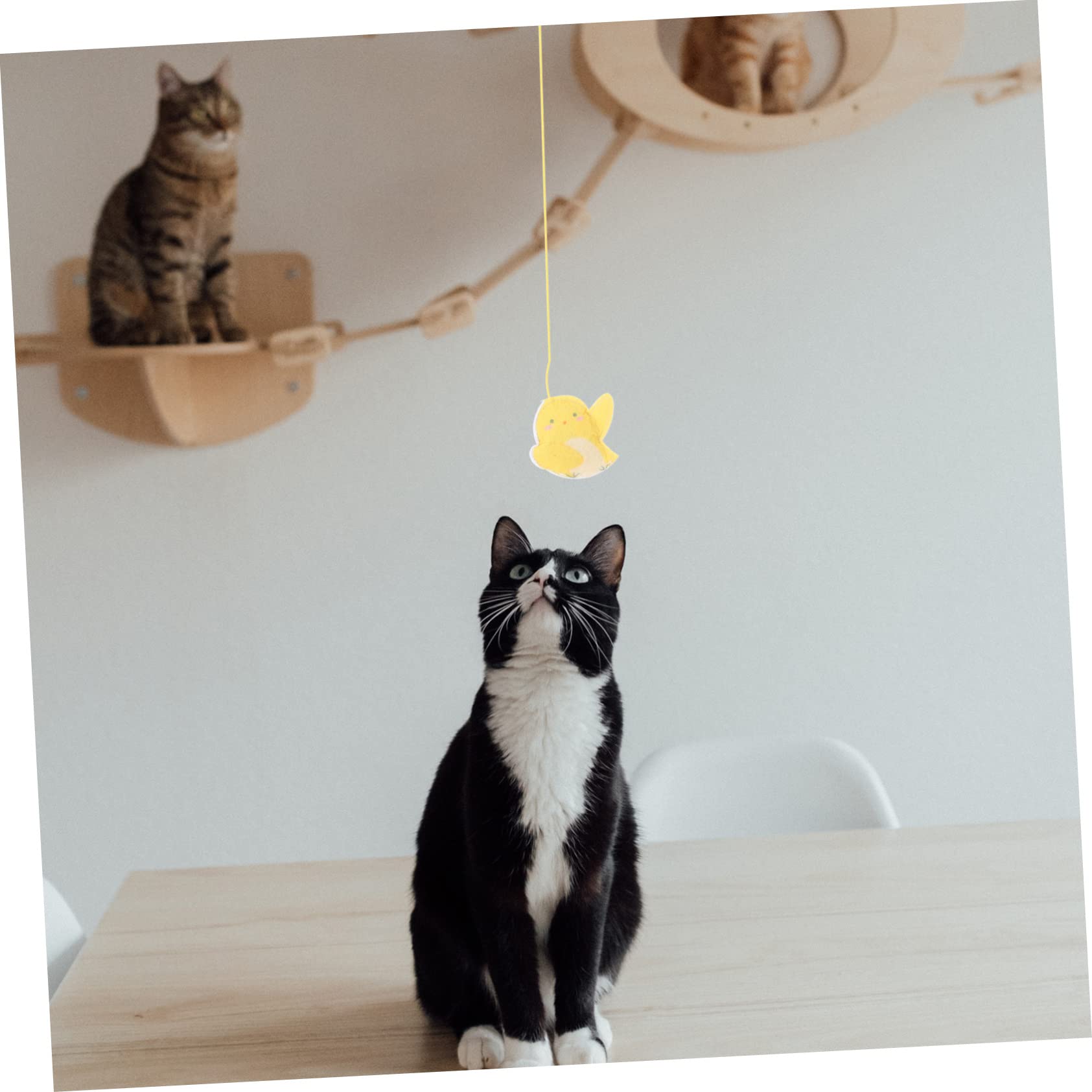 FRCOLOR 16stücke Katzen-Spielzeug Bunten Federn Und Geräuschen Interaktive - Für Katzen Selbstbeschäftigung Und Unterhaltung Innenräumen
