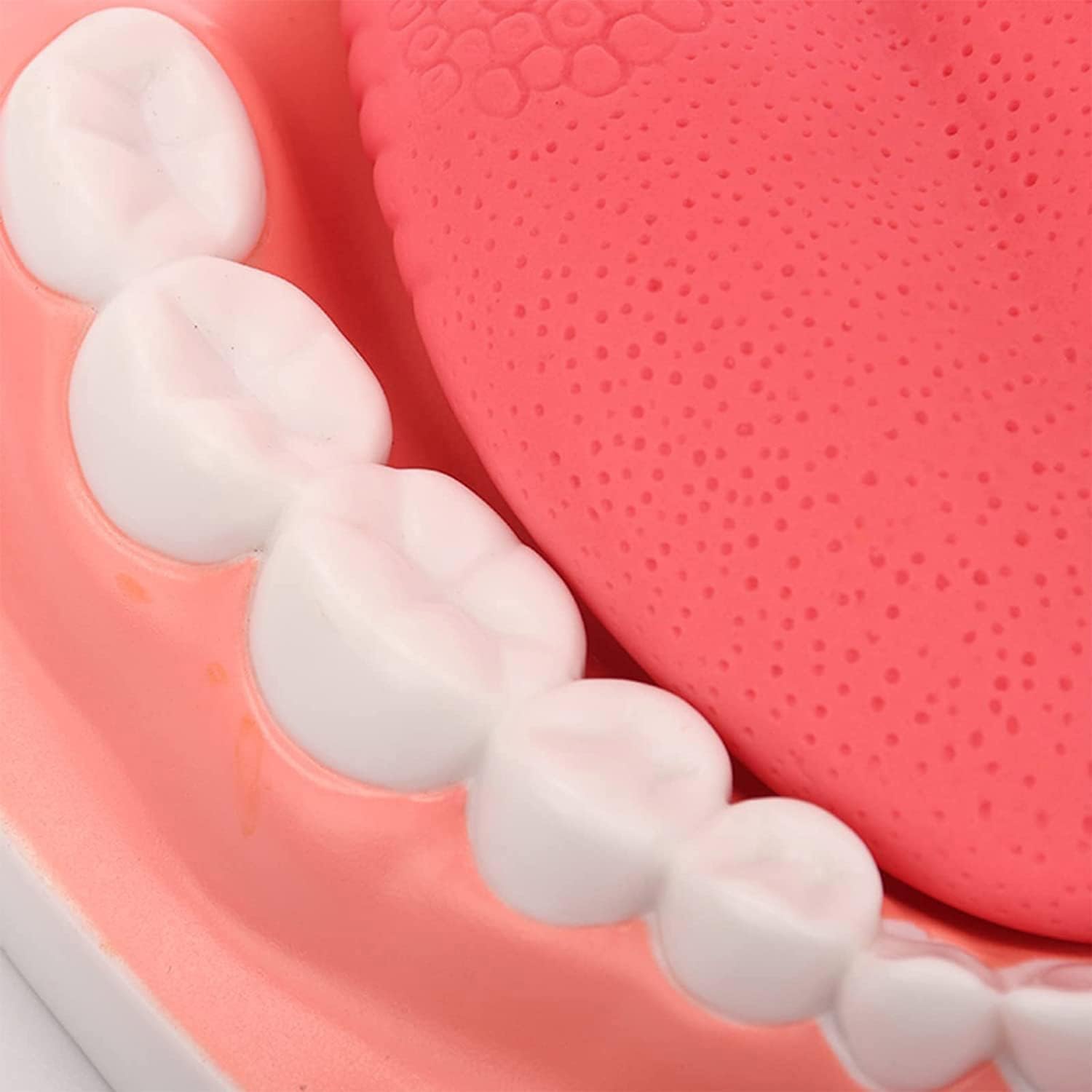 Modello dei denti dentali 6 volte più grande, modello anatomo dei denti con lingua staccabile, modello di insegnamento dello spazzolamento per bambini e ragazzi, modello di insegnamento della cura ora
