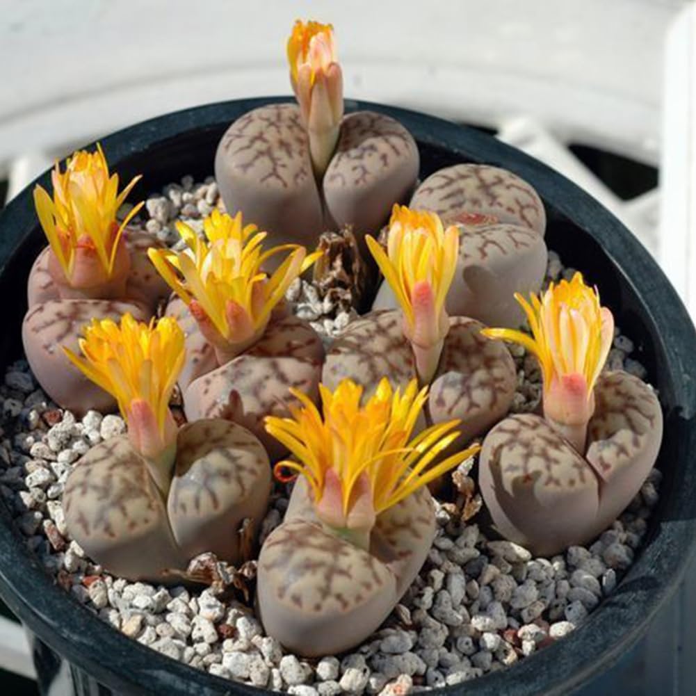 Generic Semillas de Lithops, 100 piezas Rare Mix Semillas de Lithops Piedras vivas Suculentas Cactus Semillas saludables a granel
