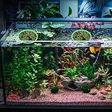 10 Pcs Fish Feeding Rings Set 5 Sizes of Aquarium Floating Plant Ring Foam Fish Feeder Rings Round Feeder Ring-Floating Plant Ring for Fishes, Floating Plants - Image 4