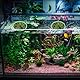 Schwimmende Pflanzenringe 5 Größen Fischfutterring für Aquarien Schwimmender Futterring Floating Plant Rings zum Stelle Zu Halten oder Trennen Schwimmende Pflanzen,10 Stück