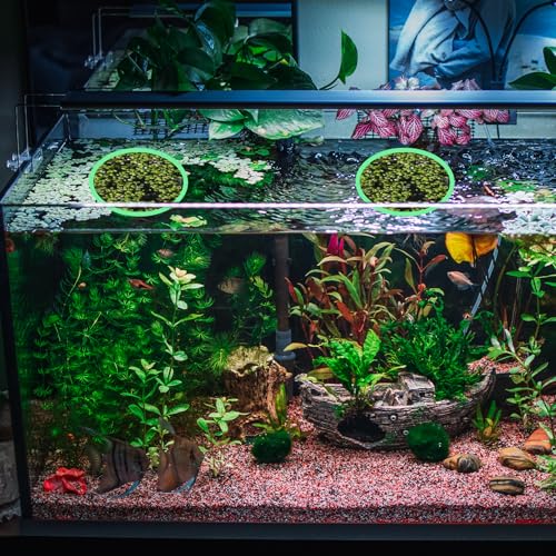 Futterring Aquarium, Schwimmende Pflanzenringe 5 Größen Fischfutterring für Aquarien Schwimmender Futterring Floating Plant Rings zum Stelle Zu Halten oder Trennen Schwimmende Pflanzen,10 Stück