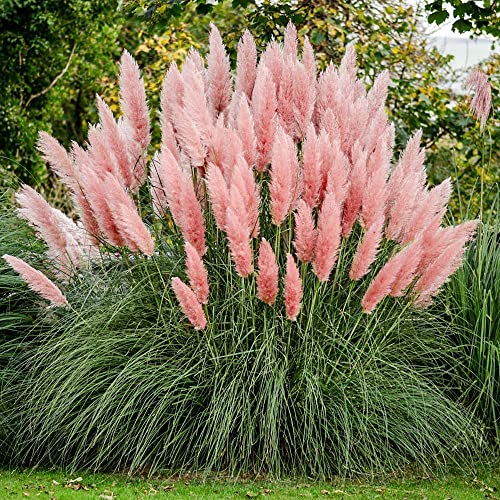 Yegaol Garden 50Pcs Pink Pampas Grass Seeds Ornamental Perennial Non-Gmo Drought Tolerant Garden Patio Pathway Plant #TOP29