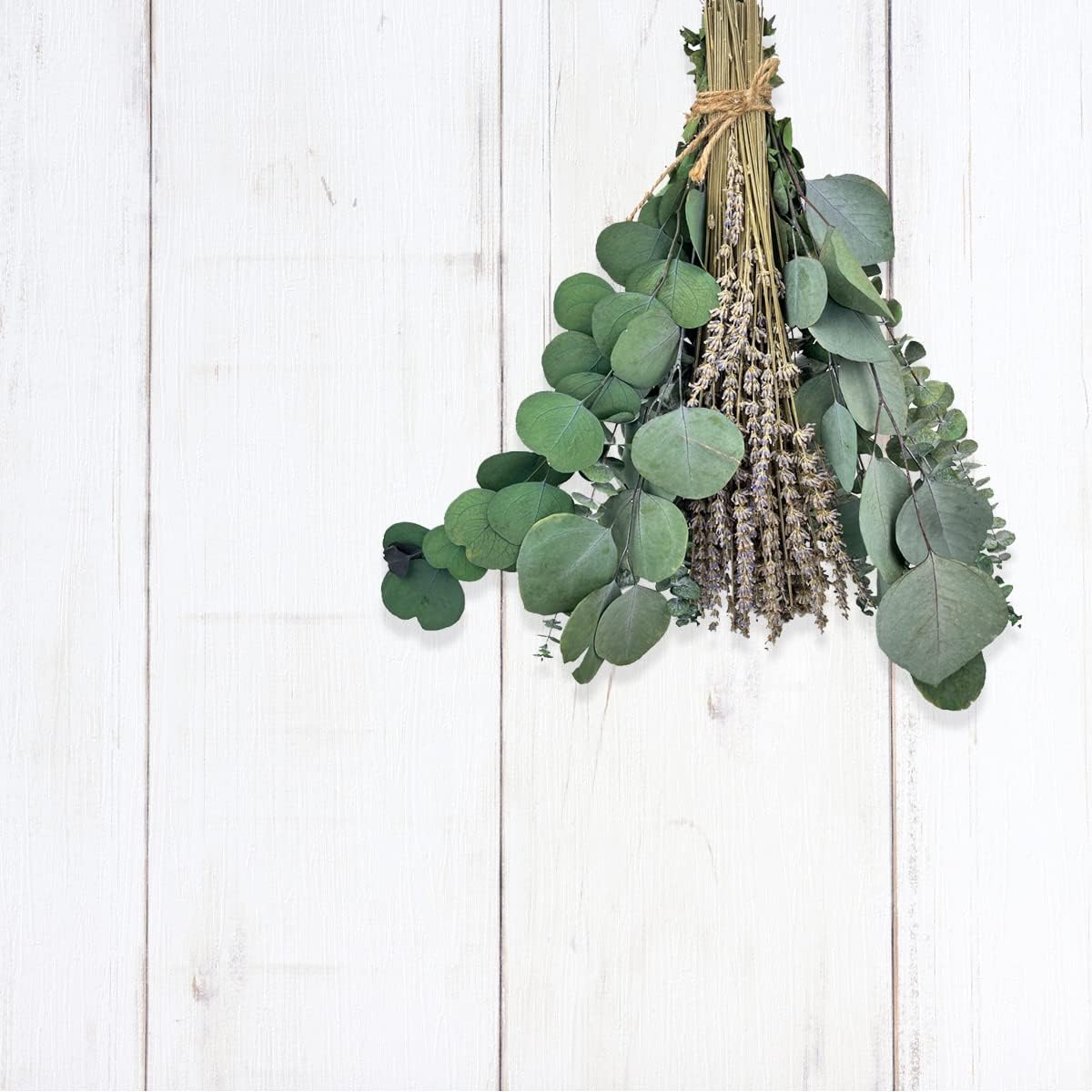 Paquete de 16 tallos de eucalipto secos preservados hojas de eucalipto