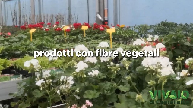 Pianta Di Rose In Vaso Su Sfondo Bianco Photo | Adobe