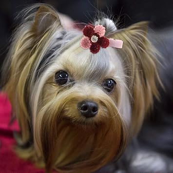 Kikumi Groomg Berette Chien 10104 Accessories for Pet Puppy Dog Cat Grooming Flower Hairpins Hair Clips