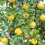 semillas limonero - resistentes jardines de rocas resistentes de balcón exótico interior 55pcs