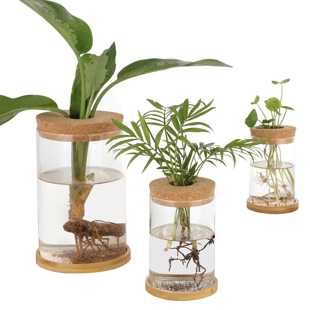 Lot de 3 vases en Verre, Stations de Propagation de Plantes hydroponiques, avec Soucoupe en Bois, vases de Plantation avec Couvercle, pour déco Bureau, Maison et Jardin
