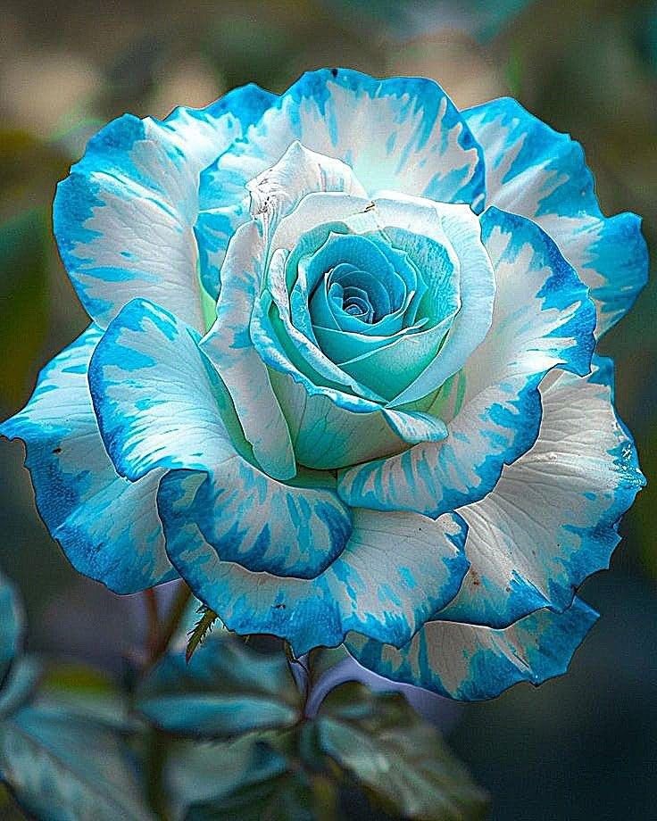 Raro Bulbi di Rosa - Perenne, Colori vivaci, Bassa Manutenzione, Decorazione d'Interni-5 Bulbi-A