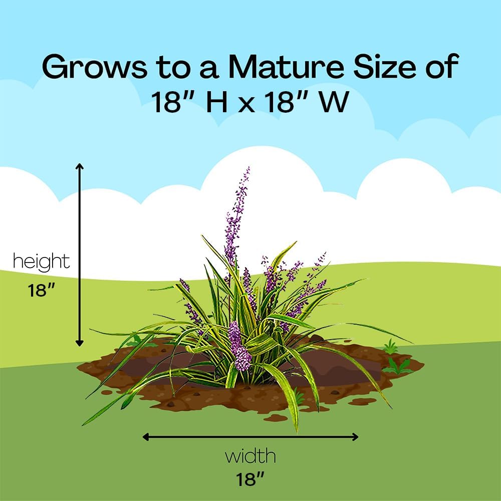 Grass 1 Gal. Variegated Liriope Grass Plant