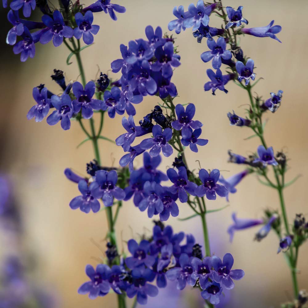 Penstemon heterophyllus 'True Blue' Hardy Perennial Flowers Summer Flowering Garden Plants Grow Your Own 1 x Seed Packet (40 Seeds) Penstemon heterophyllus 'True Blue' by Thompson and Morgan