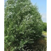 24 Jumbo Hybrid Willow Tree Cuttings - Approx 10 inches Tall, 5/8 in- 1+ Inch Thick Root Stock - Fast Privacy Shade Trees - Easy to Grow