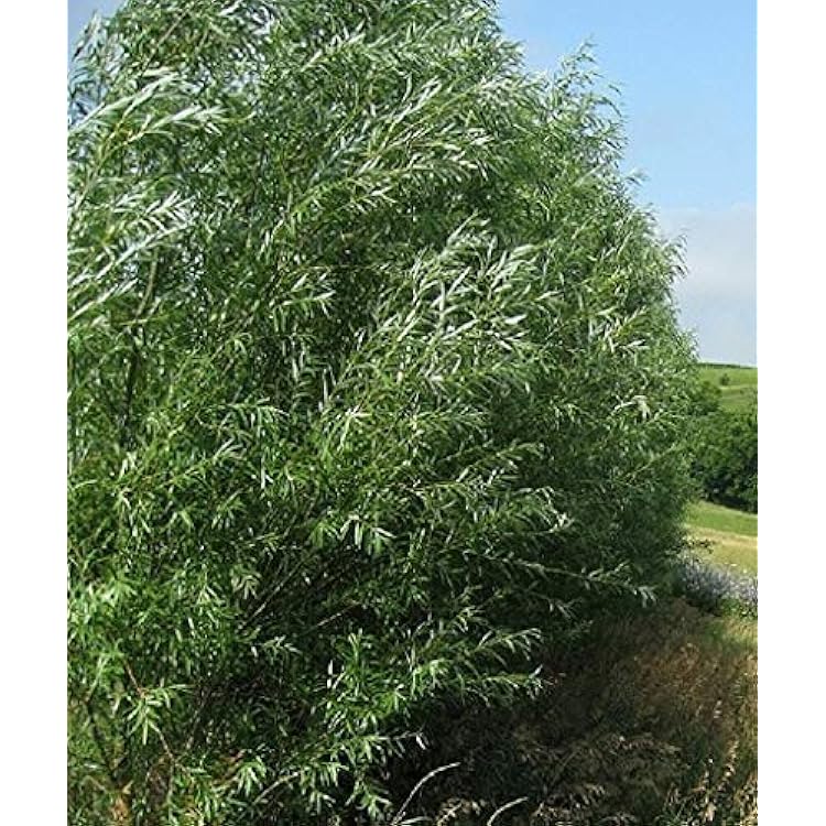 18 Hybrid Willow Trees Privacy Trees Fast Growing Uganda Ubuy
