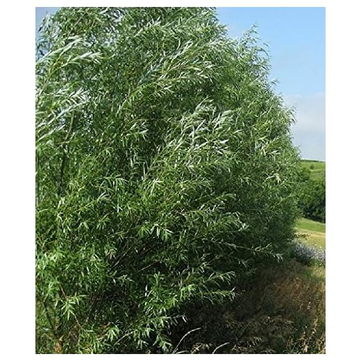 4 Huge 5 Foot Tall Hyrbid Willow Cuttings - Best Privacy Hedge Row Trees - Fast Growing