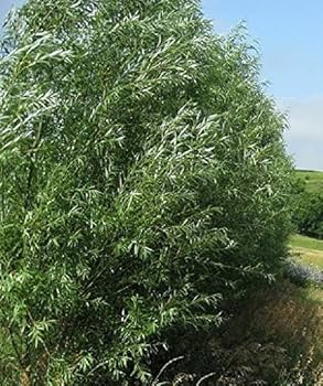 アウガルテン　Willow Amazon.com : Green Willow Live Plant 3-4' in ABP Container