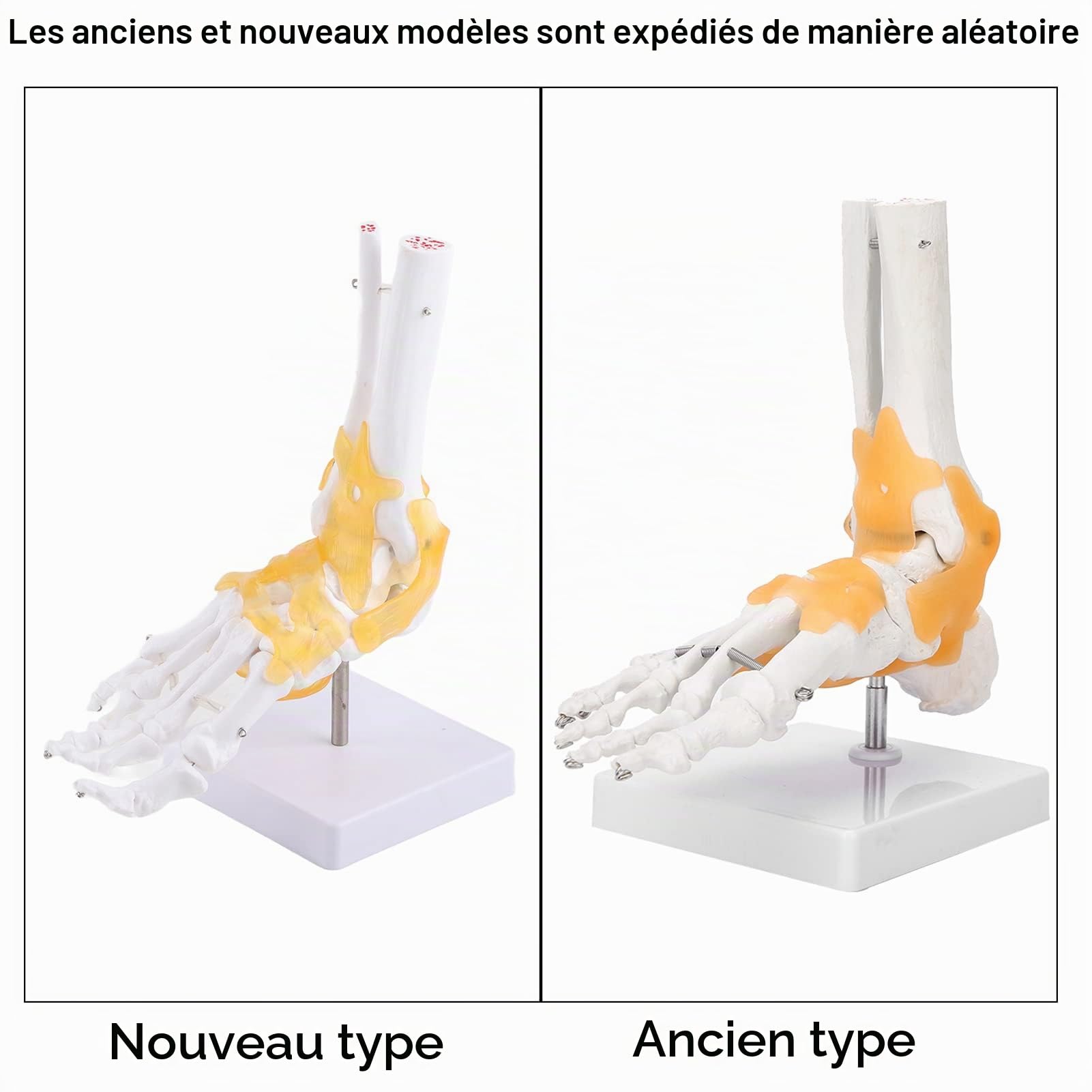 Yctze Modèle Anatomique de Joint de Pied de modèle de Pied, modèle Anatomique commun commun de Cheville de Pied de Ligament de Squelette Humain Adulte