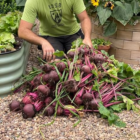 Beetroot 'Jolie' F1 Seeds for Salads Cover