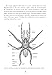 A Guide to Spiders of Australia