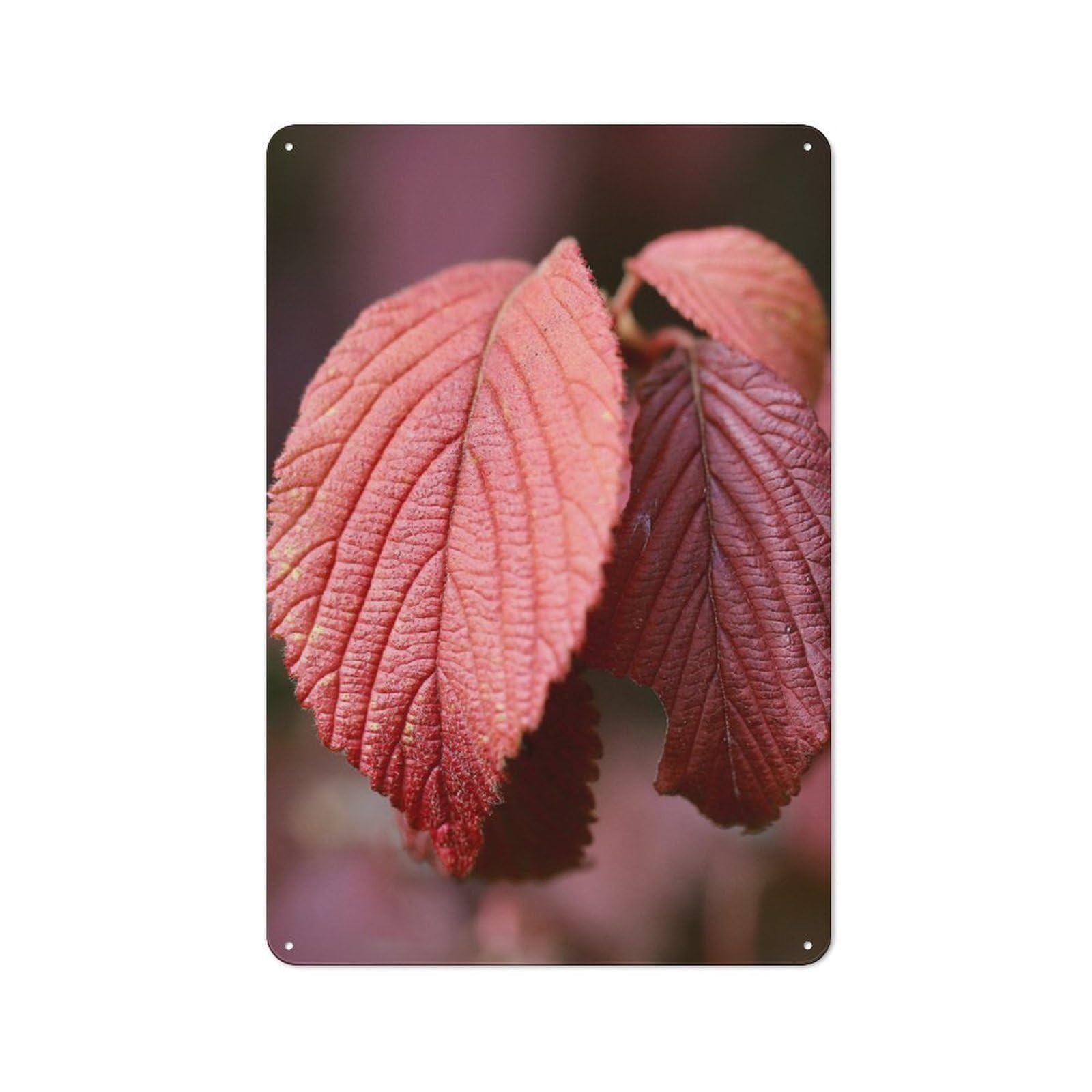 Rustic Tin Sign 30x20cm Featuring Red Autumn Leaves Close-Up for Living Room Wall, for Room Styling Across Living Rooms And Feature Walls