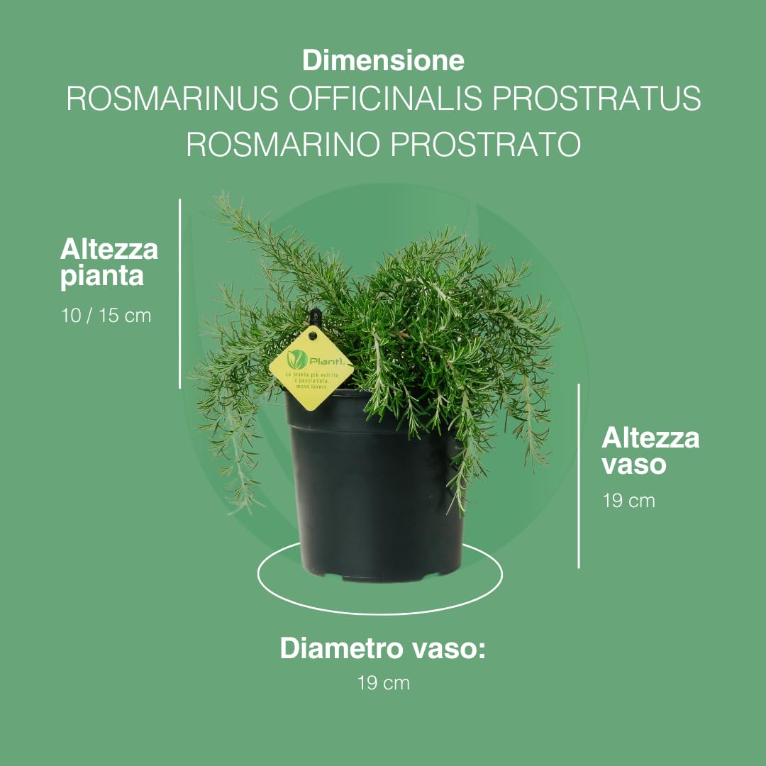 PLANTI’ ROSMARINO PROSTRATO Pianta vera da esterno piante aromatiche cucina, ideale per insaporire i vostri piatti o per ornare il giardino di casa. 6 mesi di concimazione con sistema Plantì