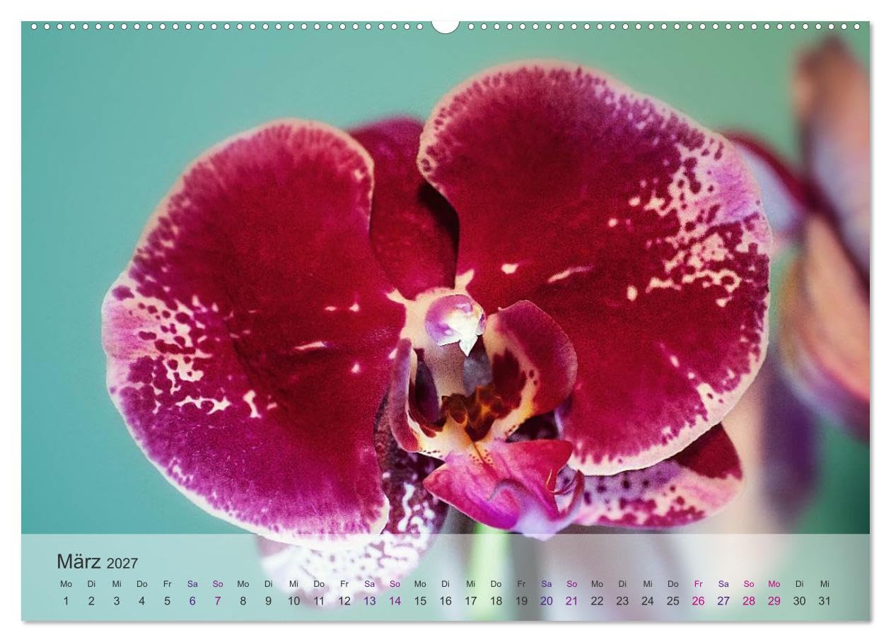 CALVENDO - Phalaenopsis - die zauberhafte Welt der Orchideen (Wandkalender 2027 DIN A2 quer), Monatskalender: Eine kleine zauberhafte Auswahl meiner Orchideen-Familie.