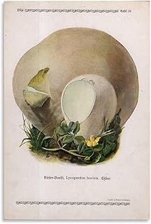 LOKLNEYK C. 1921-EDIBLE MUSHROOM Canvas Print-Mushrooms Fly Agaric Mycology Porcini Mushrooms-Puffball Mushroom Poster Bedroom Decor Sports Landscape Office Room Decor Gift Style:12x18inch(30x45cm)