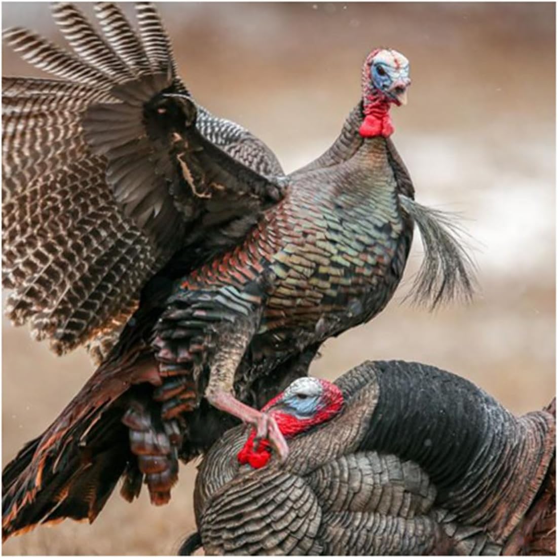 Dave Smith Decoys Strutter