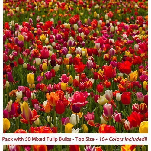 Eternal Spring Tulip Mix 50 TOP Sized Tulip Bulbs Amazon.in