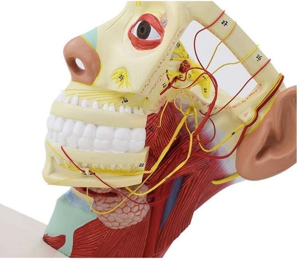 Model nerwów głowy człowieka, anatomia czaszki i układu nerwowego, model anatomii twarzy, model dwunastu par nerwów czaszkowych, do celów dydaktycznych.