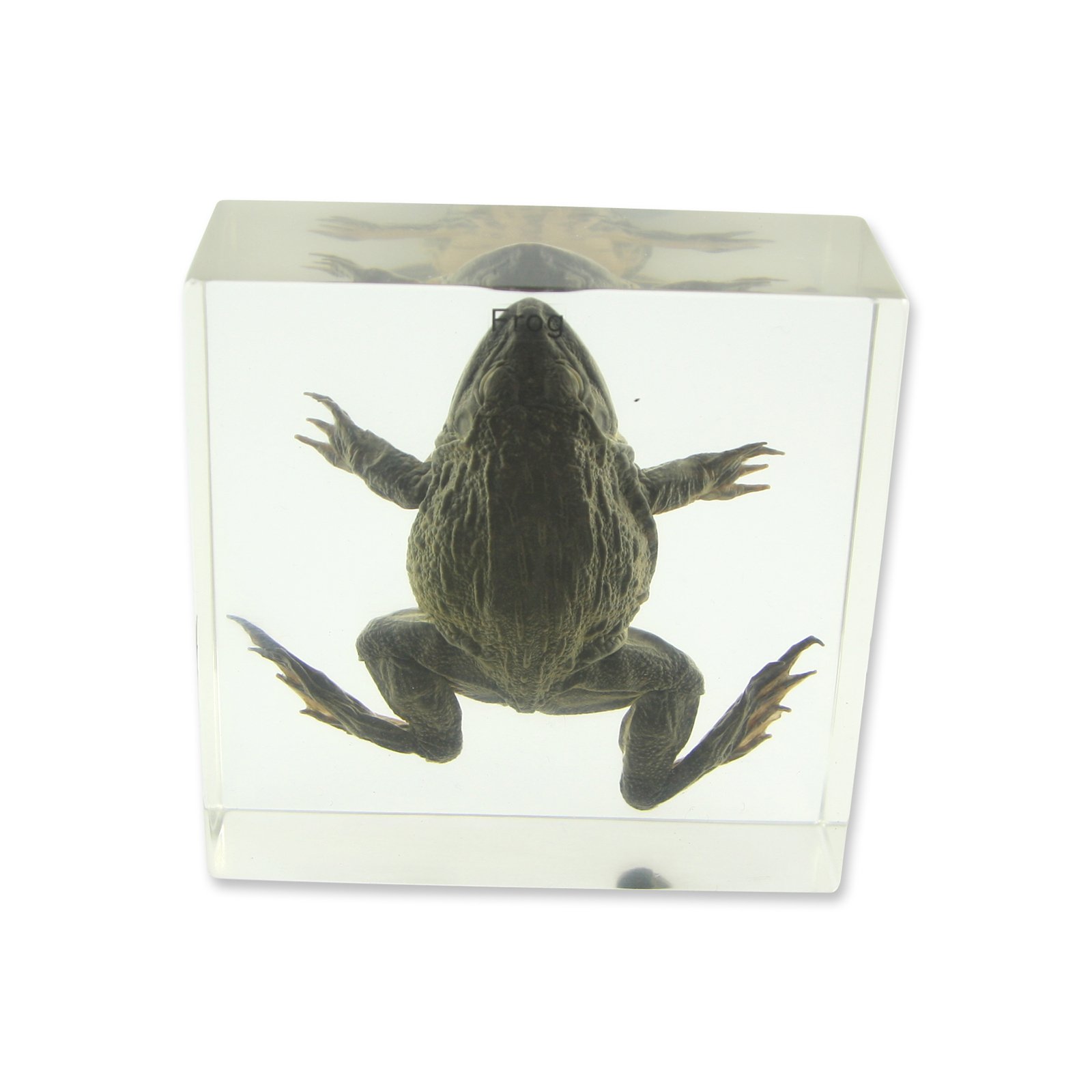 Amazon.com: REALBUG Frog Specimen : Industrial & Scientific