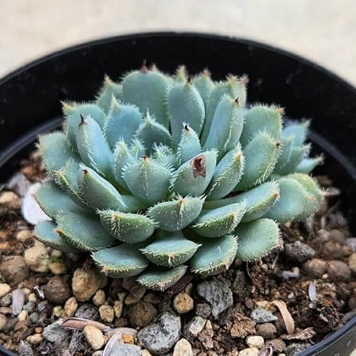 }`s` 7.5cm|bg A GPxA Echeveria 'Machu Picchu' Y  ϗtA CeAO[ 񂹐A ke 1{ 1