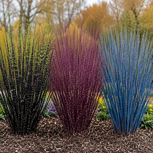 Colorful Willow Bush Cuttings Kit | 15 Live Cutting's for Planting | 5 Blackskin, 5 Purple Continental & 5 Blue Bark Willow Cuttings | Fast Growing Ornamental Shrubs for Landscaping & Privacy
