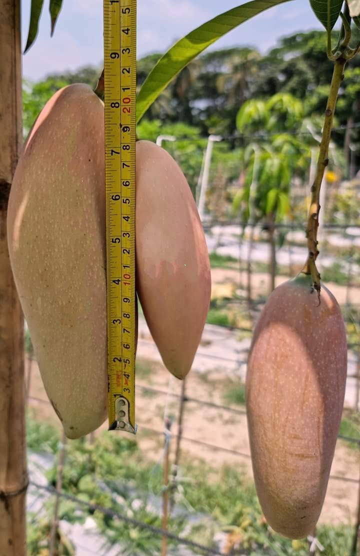 GreenCaart" Red Ivory " Mango Hybrid 1 Healthy Live Plant (Grafted Plant- 1.5 Feet Height) Healthy Fruit Plant For Home Garden Plants Tree, pack of 1 (B0BDQRXH2H) Amazon Price History, Amazon Price Tracker
