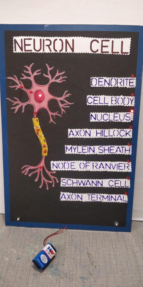 Working Model of Neuron Cell