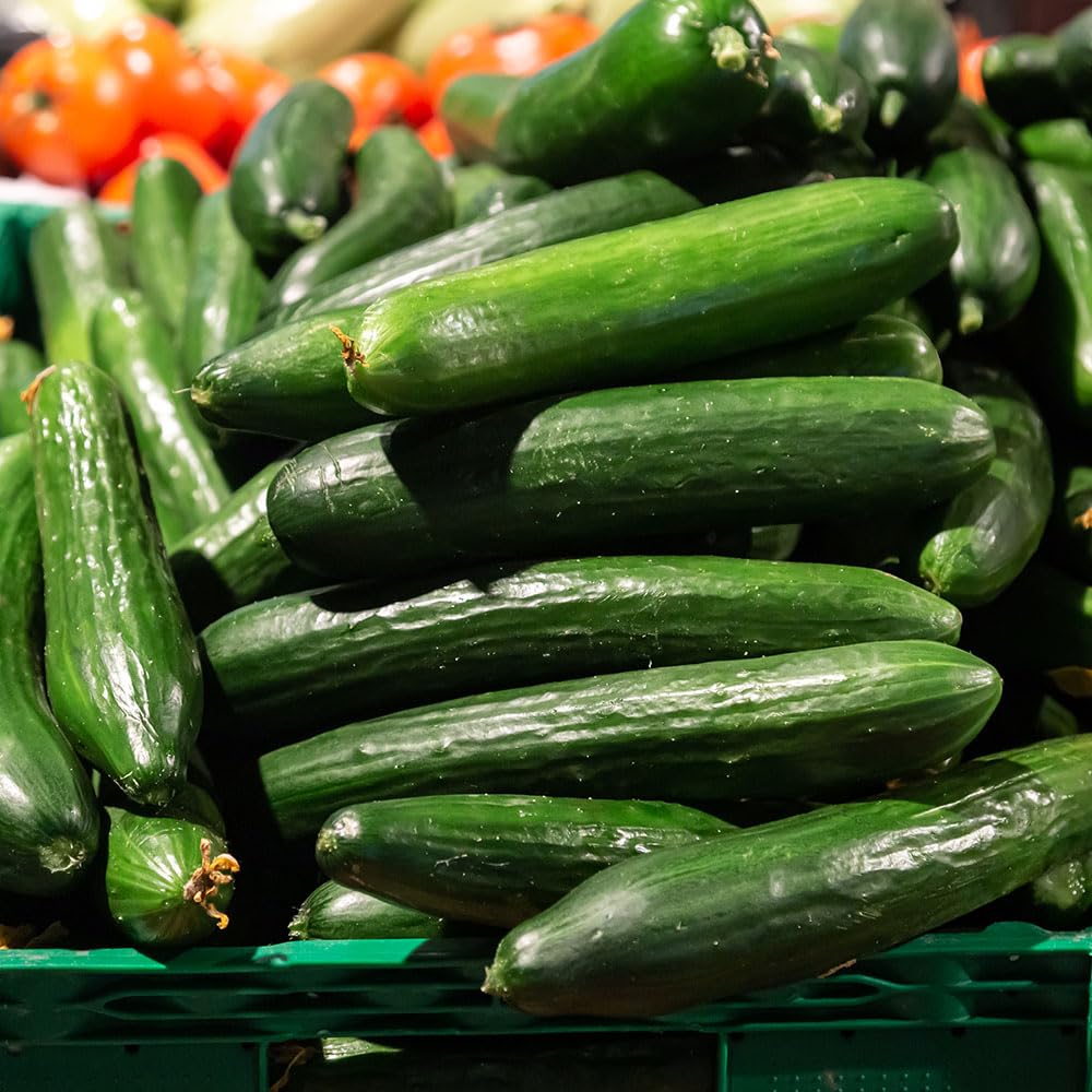 Courgette Midnight F1 Seeds β Big Crops on Compact Plants, for Tubs β for Your Beautiful Kitchen Garden