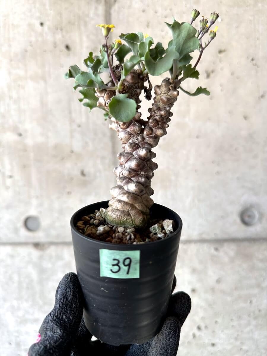 Amazon｜【現品限り】オトンナ・ヘレー 蛮鬼塔[在庫整理価格]【M39