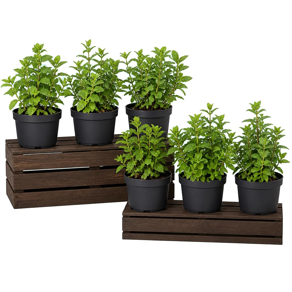 Menta para Mojito Mentha Spicata | Pack de 6 Flores | 25-30 cm de Altura | para Cocina Luminosa | DECOALIVE