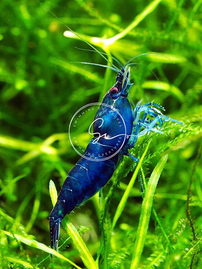 Image of Swimming Creatures Premium Neocaridina Shrimp - Freshwater Aquarium Shrimp (10, Premium Mix (5 Colors))