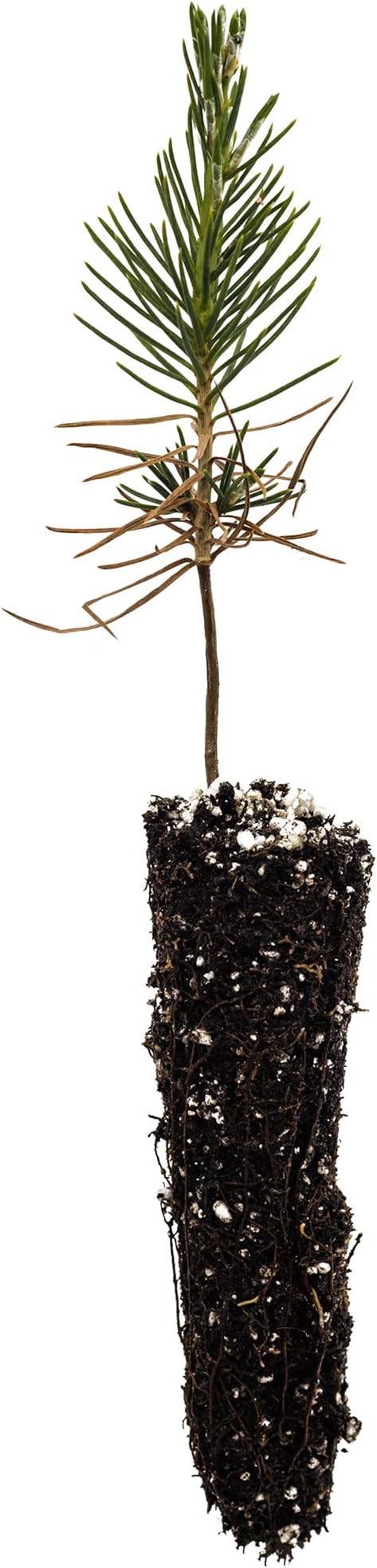 Japanese Black Pine | Small Tree Seedling | The Jonsteen Company