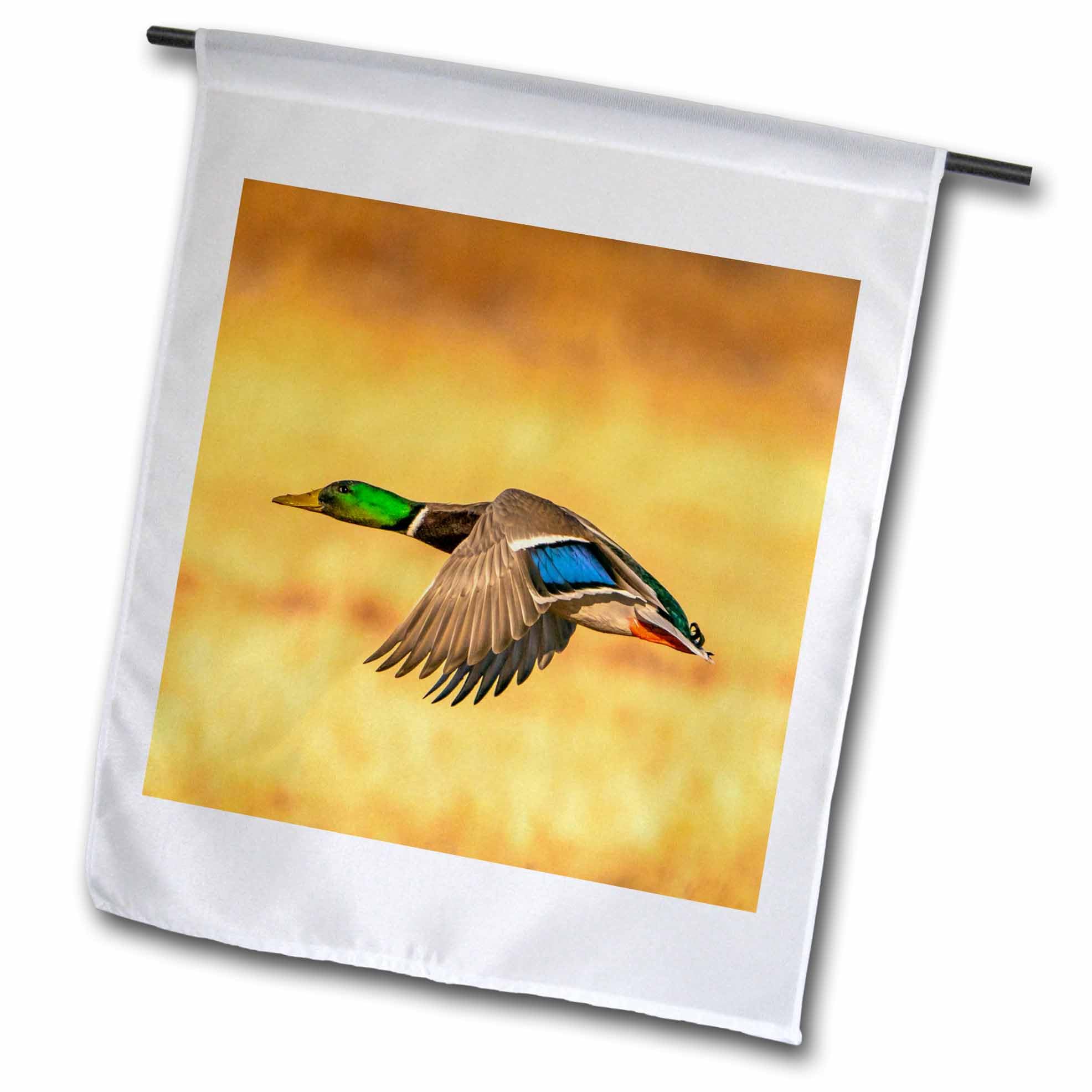 3dRose USA, New Mexico,Wildlife Refuge. Mallard drake duck flying - Flags (fl-380943-2)