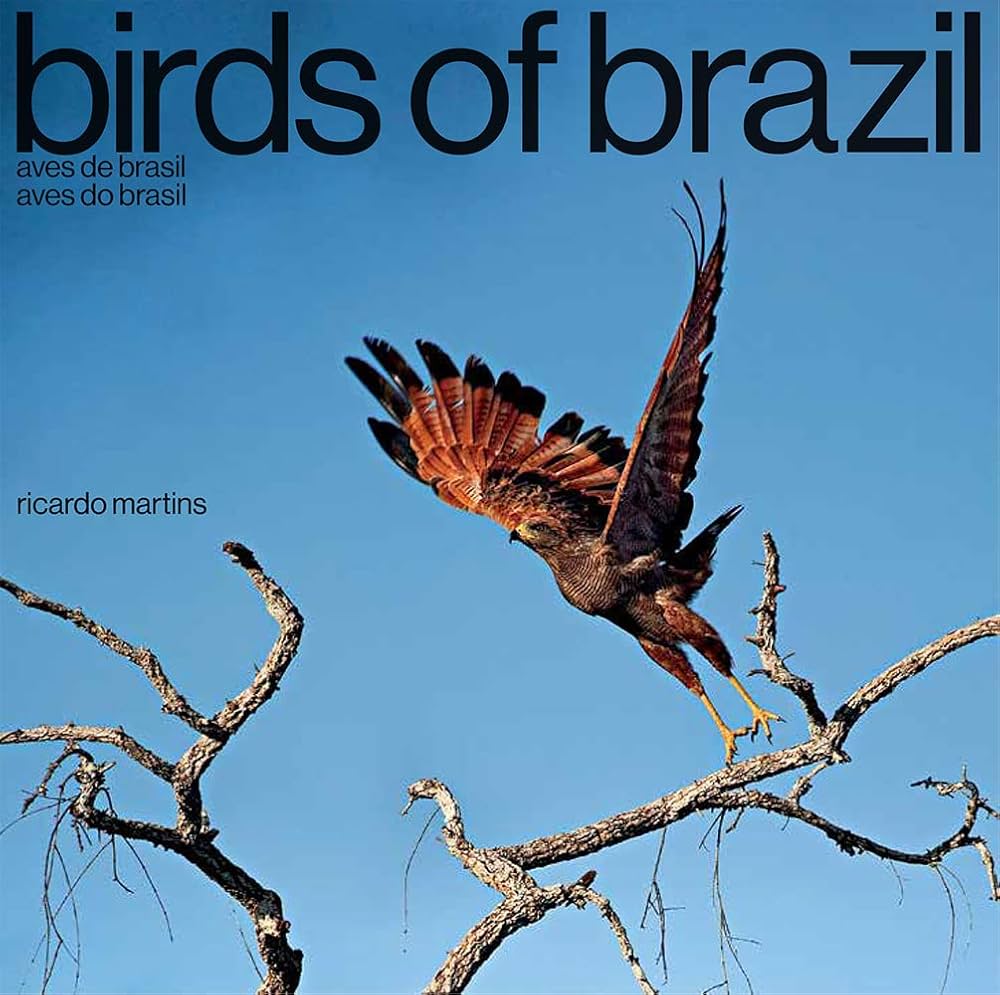 Brazil bird ブラジル バード アキツユコ Brazil bird ブラジル