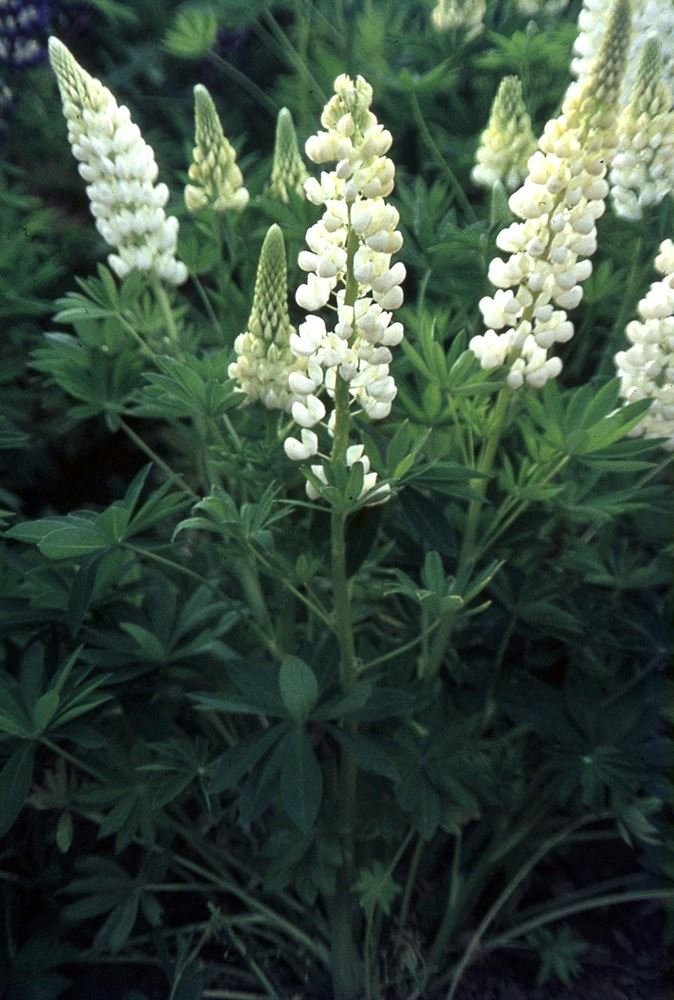 Just SeedFlower - Lupin - Russell - Noble Maiden - 30 Seeds
