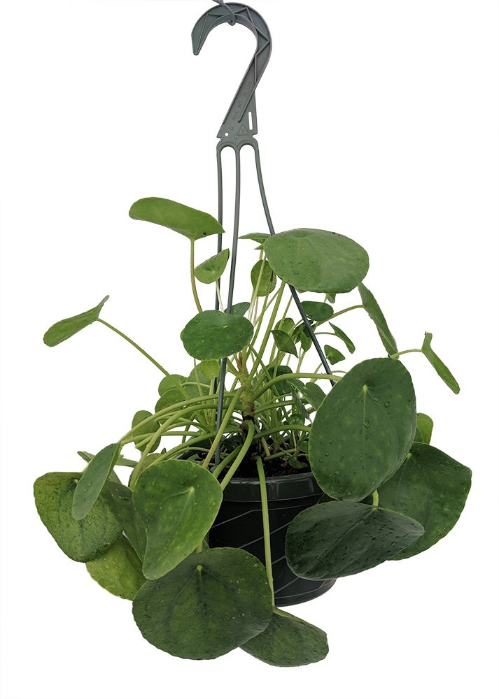 Amazon.com: Chinese Money Plant - Pass It On Plant - Pilea peperomioides -  6" Hanging Basket : Patio, Lawn & Garden